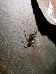 Steatoda bipunctata