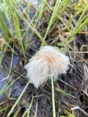 Eriophorum chamissonis