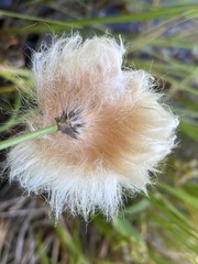Eriophorum chamissonis