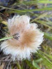 Eriophorum chamissonis