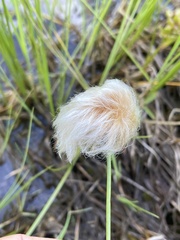 Eriophorum chamissonis