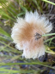Eriophorum chamissonis
