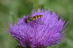 Episyrphus balteatus