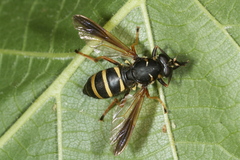 Temnostoma bombylans