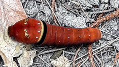 Papilio multicaudata