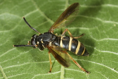 Temnostoma bombylans