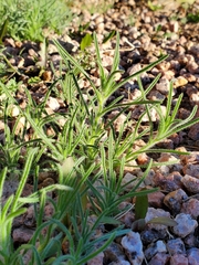 Johnstonella angustifolia