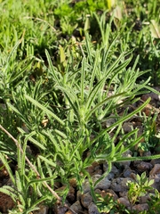 Johnstonella angustifolia
