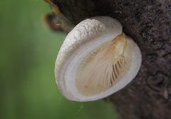 Pleurotus calyptratus