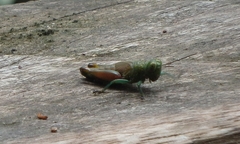 Proctolabinae