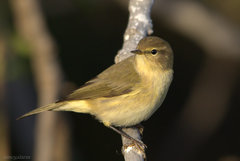 Common Chiffchaff - Photo (c) Ximo Galarza, some rights reserved (CC BY-NC-SA)