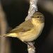 Common Chiffchaff - Photo (c) Ximo Galarza, some rights reserved (CC BY-NC-SA)