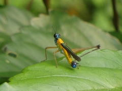 Eumastax