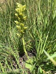 Habenaria lithophila