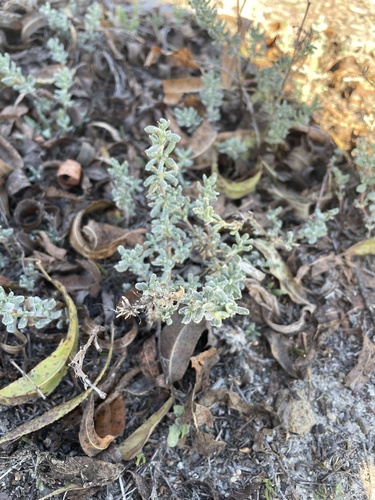iNaturalist observation photo of Alkali Heath