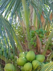 Thraupis palmarum palmarum