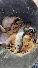 Dicentrarchus punctatus