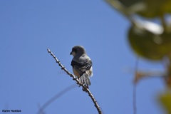 Lanius excubitor