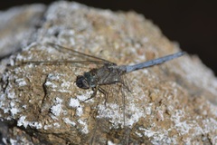 Orthetrum
