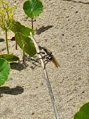 Eccritosia rubriventris