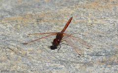 Trithemis arteriosa