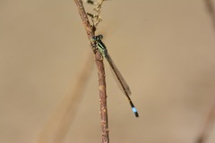 Ischnura graellsii