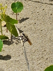 Eccritosia rubriventris