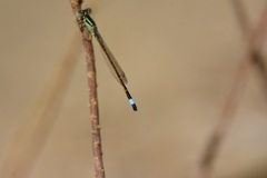 Ischnura graellsii
