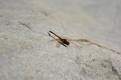 Trithemis arteriosa