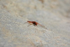 Trithemis arteriosa