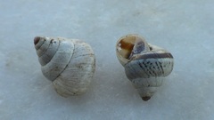 Cochlicella conoidea