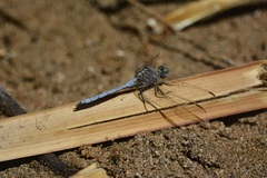 Orthetrum