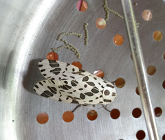 Hypercompe brasiliensis