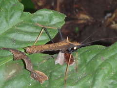Pseudophasma bispinosum