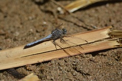 Orthetrum