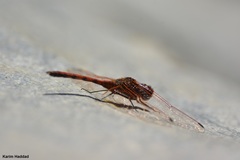 Trithemis arteriosa