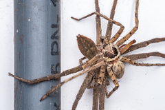 Heteropoda venatoria