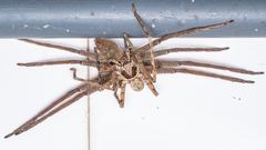 Heteropoda venatoria