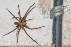 Heteropoda venatoria