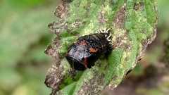 Harmonia axyridis