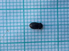 Melanimon tibiale