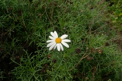 Argyranthemum frutescens