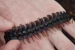 Nyssodesmus