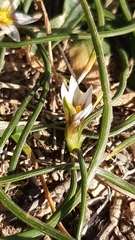 Romulea columnae columnae