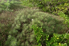 Argyranthemum frutescens