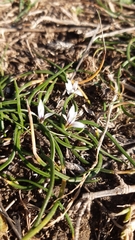 Romulea columnae columnae