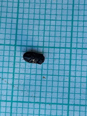 Melanimon tibiale