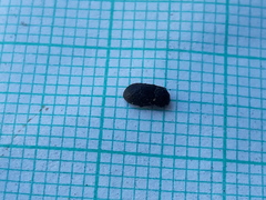 Melanimon tibiale