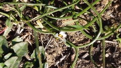 Romulea columnae columnae