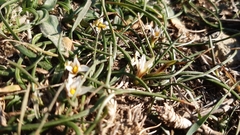 Romulea columnae columnae